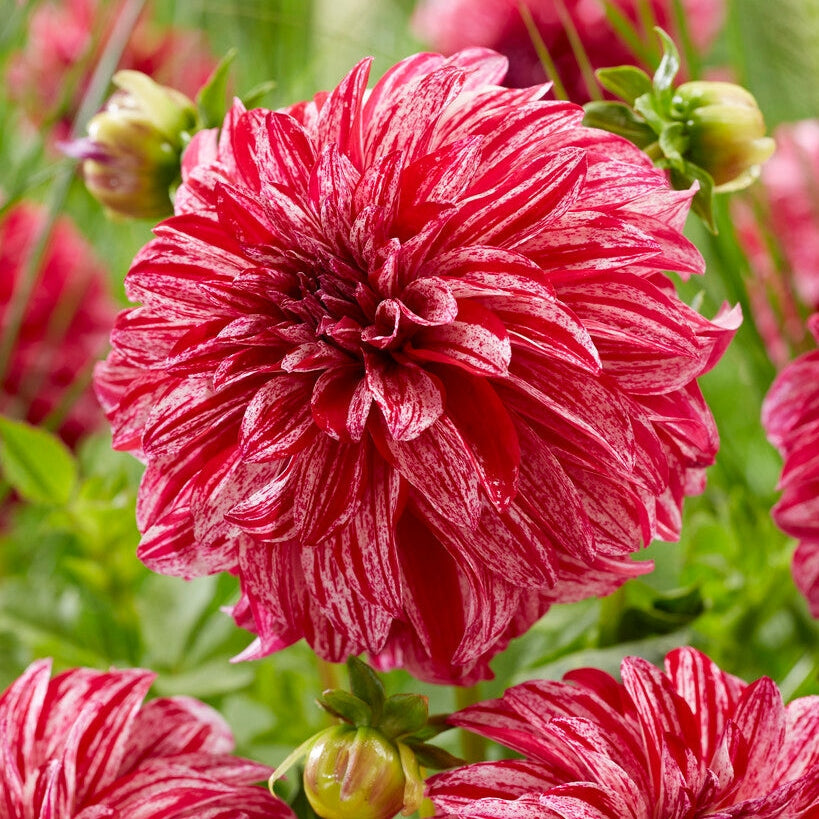 Dahlia Dekorativ Sturm Sweet Nicole 1-pakning